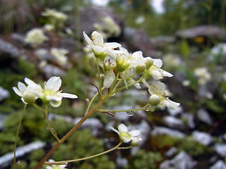 Saxifraga paniculata