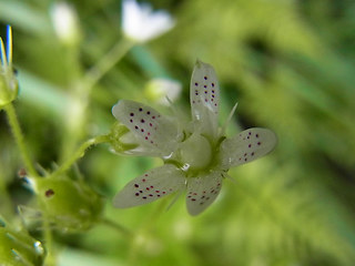 Saxifraga rotundifolia