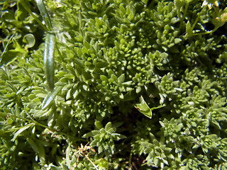 Saxifraga sedoides