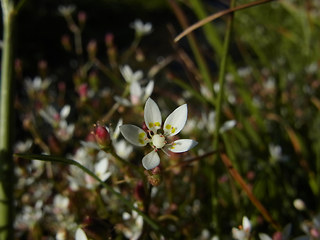 Saxifraga stellaris