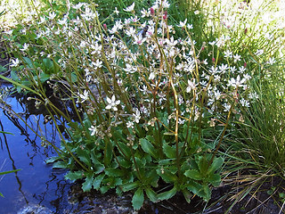 Saxifraga stellaris