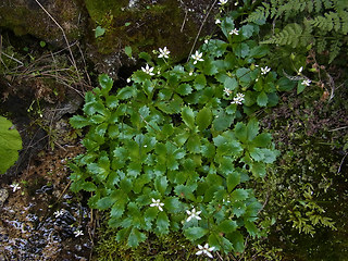 Saxifraga stellaris