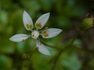 Saxifraga stellaris