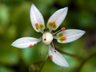 Saxifraga stellaris