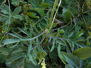 Scabiosa columbaria