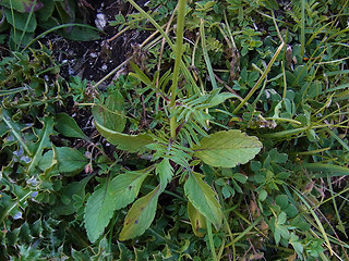 Scabiosa columbaria