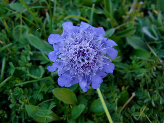 Scabiosa columbaria