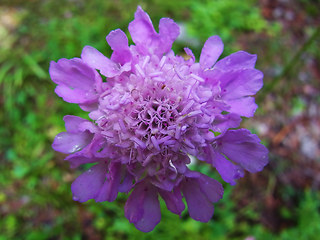 Scabiosa lucida