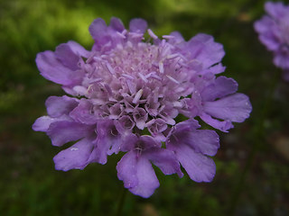 Scabiosa lucida