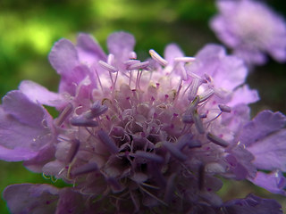 Scabiosa lucida