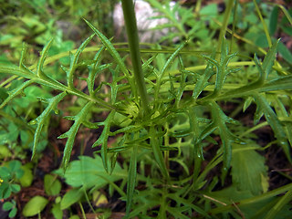 Scabiosa lucida