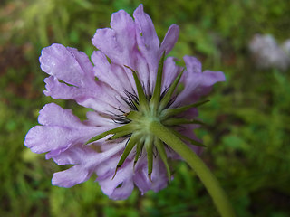 Scabiosa lucida