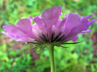 Scabiosa lucida