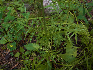 Scabiosa lucida