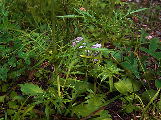 Scabiosa lucida