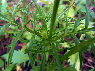 Scabiosa lucida