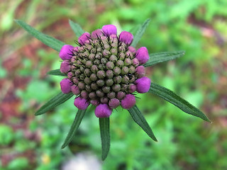 Scabiosa lucida