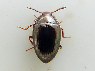 Scaphidema metallicum