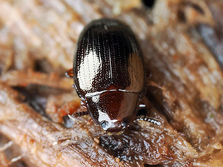 Scaphidema metallicum