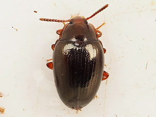 Scaphidema metallicum