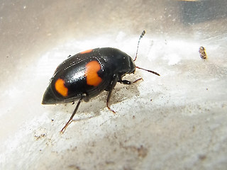 Scaphidium quadrimaculatum