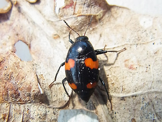 Scaphidium quadrimaculatum