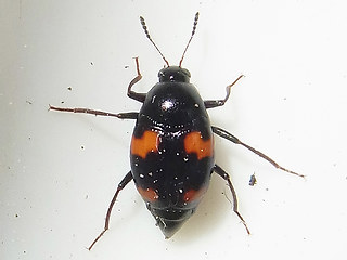 Scaphidium quadrimaculatum