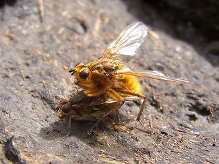 Scathophaga stercoraria