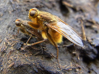 Scathophaga stercoraria