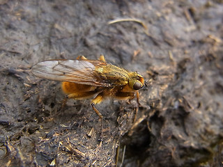 Scathophaga stercoraria