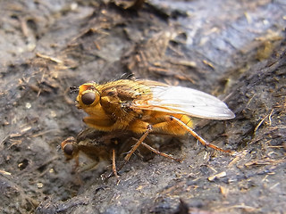 Scathophaga stercoraria