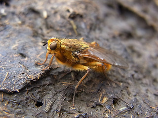 Scathophaga stercoraria