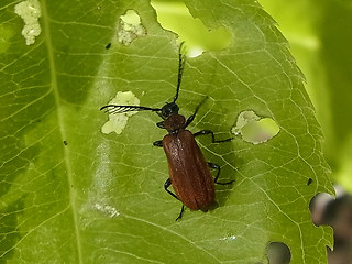 Schizotus pectinicornis