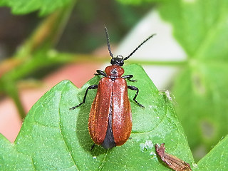 Schizotus pectinicornis