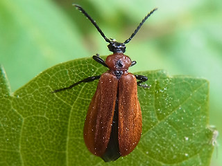 Schizotus pectinicornis