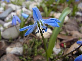 Scilla bifolia