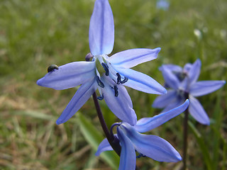 Scilla bifolia