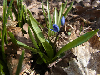 Scilla bifolia