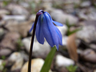 Scilla bifolia