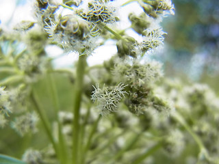 Scirpus sylvaticus