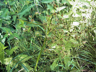 Scirpus sylvaticus
