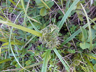 Scirpus sylvaticus