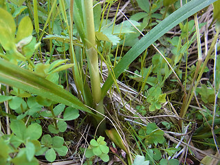 Scirpus sylvaticus