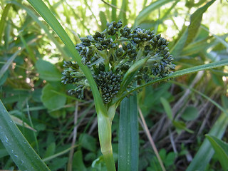 Scirpus sylvaticus
