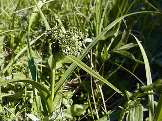 Scirpus sylvaticus
