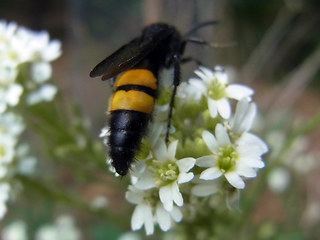 Scolia hirta