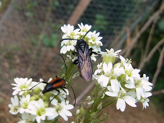 Scolia hirta