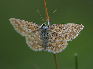 Scopula immorata