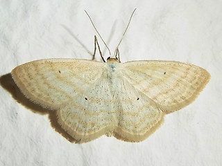 Scopula immutata