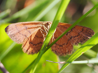 Scopula rubiginata